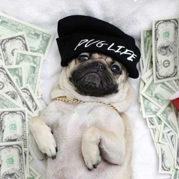 10 Stages Of The Sophomore Slump As Told By Doug The Pug