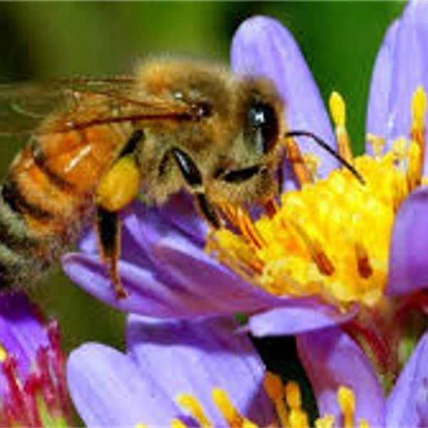 Spring is Coming, So Let's All Remember the Bees