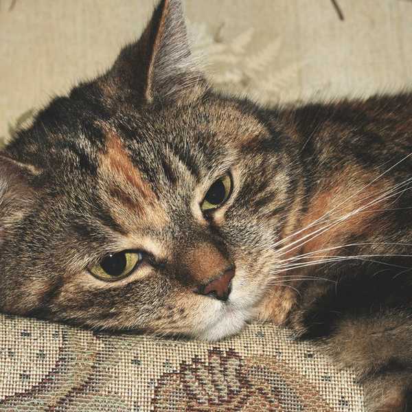 10 Reasons Every Introvert Could Pass For A Cat