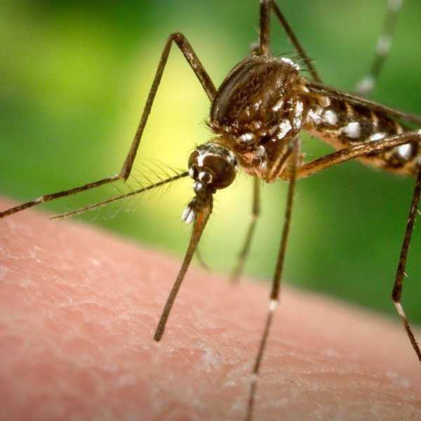 10 Things Millennials Need To Know About Zika
