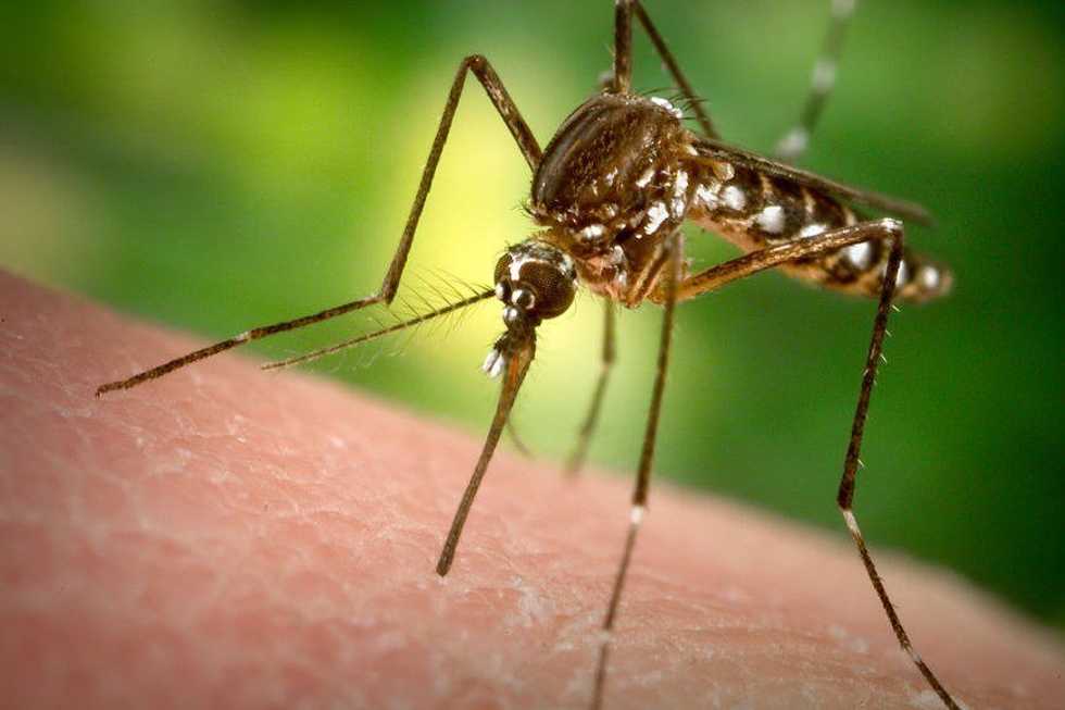 10 Things Millennials Need To Know About Zika