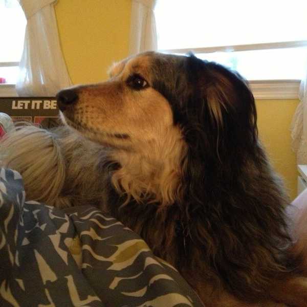 A Letter To My Fur Buddy In Heaven