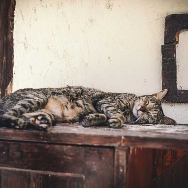 Pro Napping Tips
