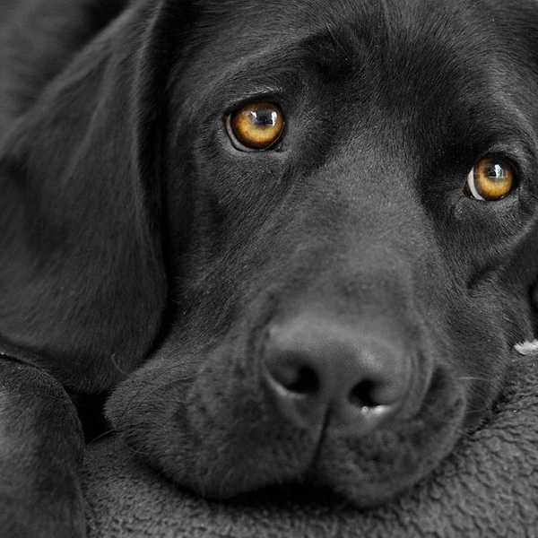 An Open Letter To My Childhood Dog In Heaven