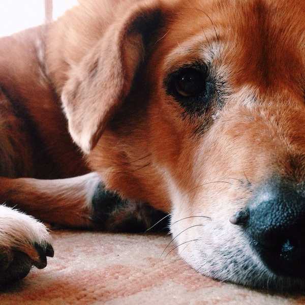 Why Seeing Your Dog Is The Best Part Of Spring Break