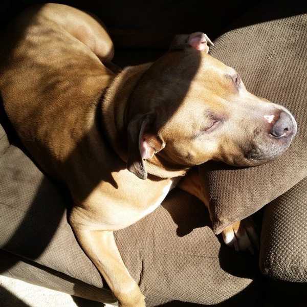 Six Reasons Why Pit Bulls Are A Dangerous Breed