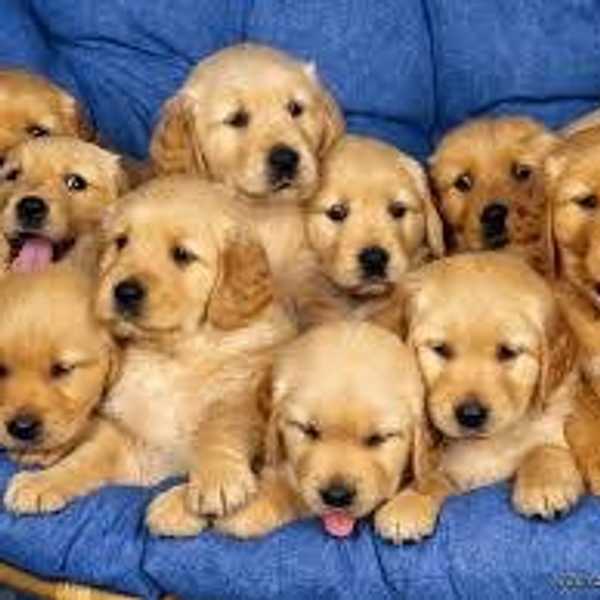 11 Puppy Memes That Will Brighten Your Day