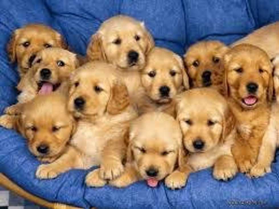 11 Puppy Memes That Will Brighten Your Day