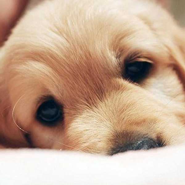 10 Reasons Dogs Are Better Than Boys