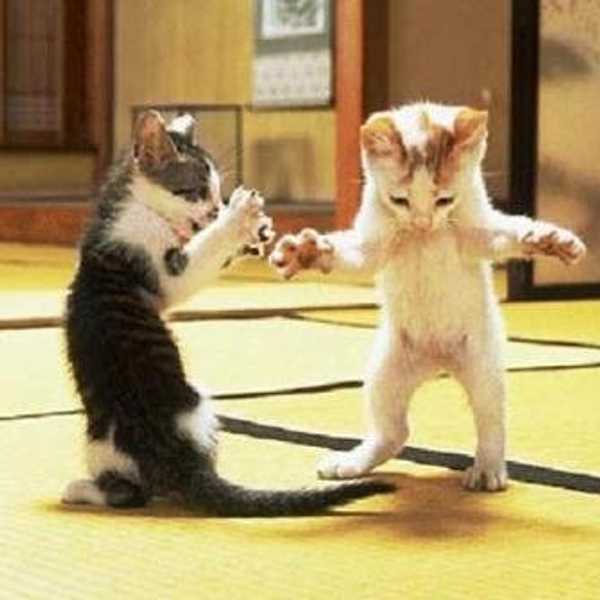 Pros And Cons Of Owning Cats