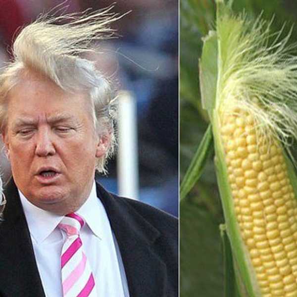 What To Do If Donald Trump Wins The Presidential Election