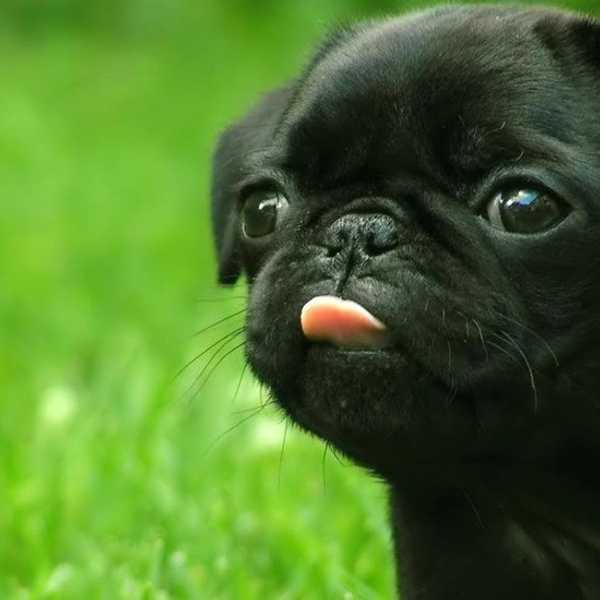 7 Instagram Accounts Every Pug Lover Should Follow