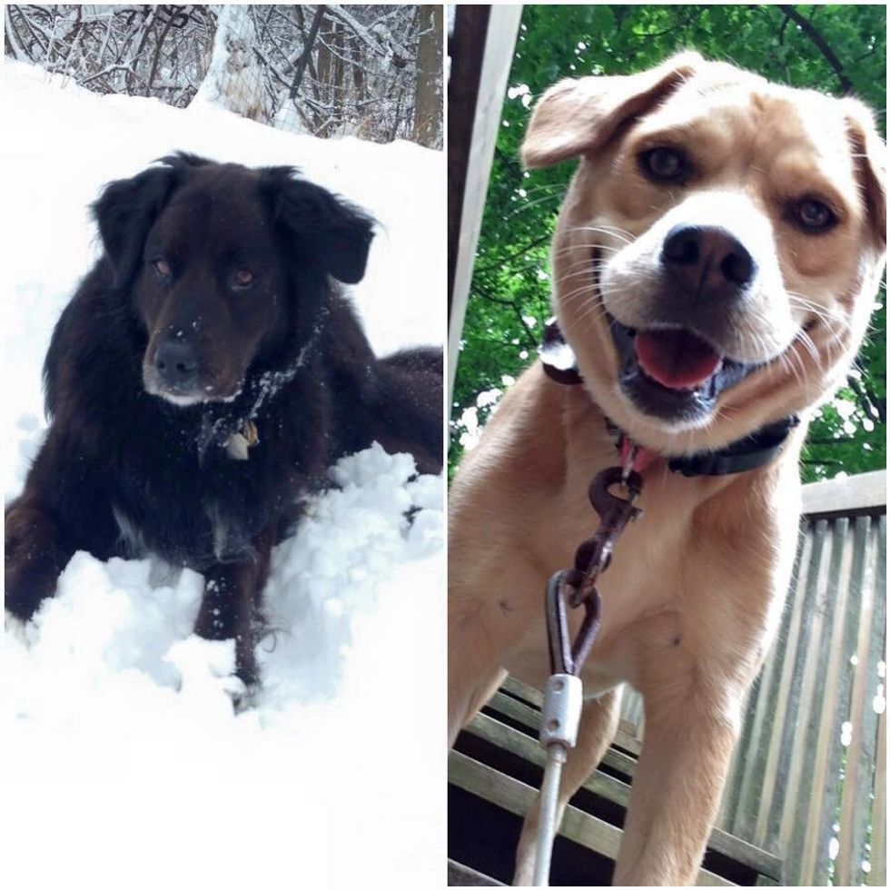 An Open Letter To My Dogs