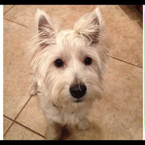 13 Reasons We Are Not Worthy of Dogs