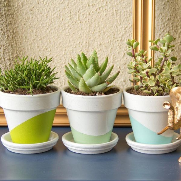 Top 8 Plants To Brighten Your Dorm