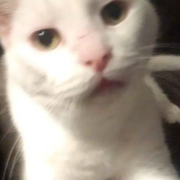 11 Reasons To Love Cats