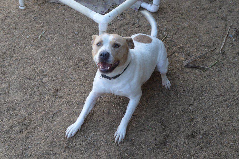 Give a Dog a Loving Home