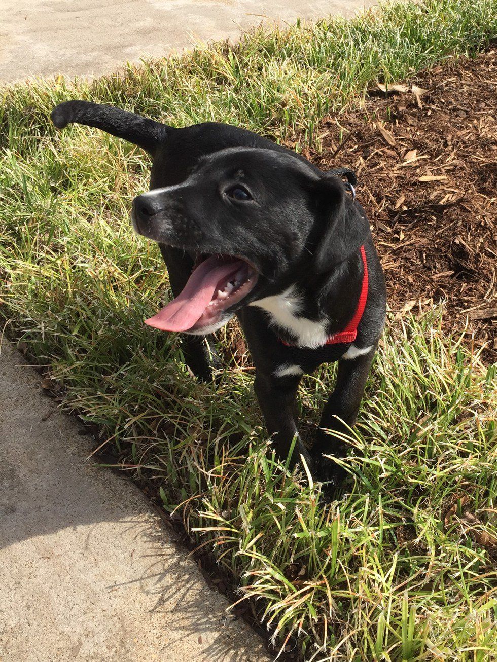 Why You Should Adopt Your Next Pet