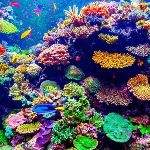 Crazy Things In Our Oceans