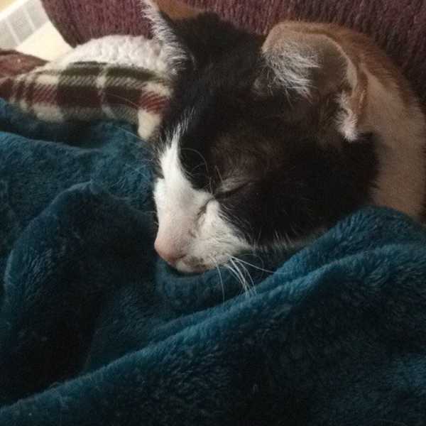 Some Pet Owners Should Not Be Pet Owners