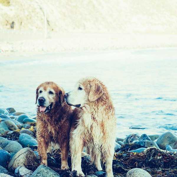 Why Dogs Are The Best Things Ever