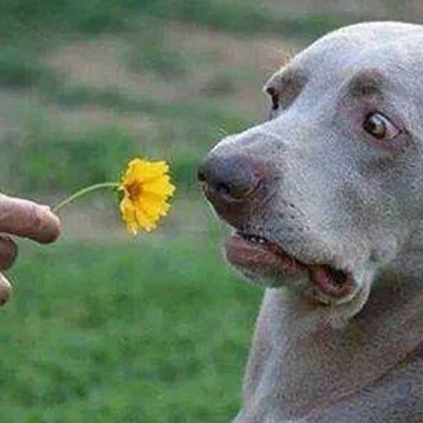 7 Ways To Know You're An Avid Dog Lover