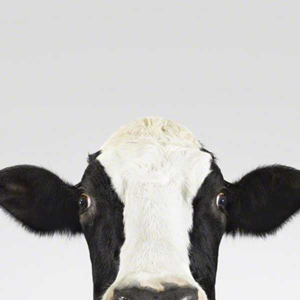 The Cows Called, They Want Their Milk Back
