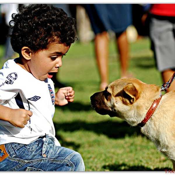 Contemplating The Complexity Surrounding Emotional Support Animals