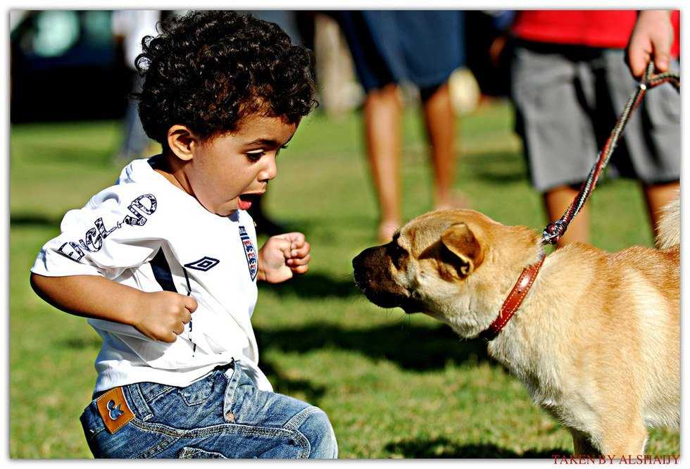 Contemplating The Complexity Surrounding Emotional Support Animals