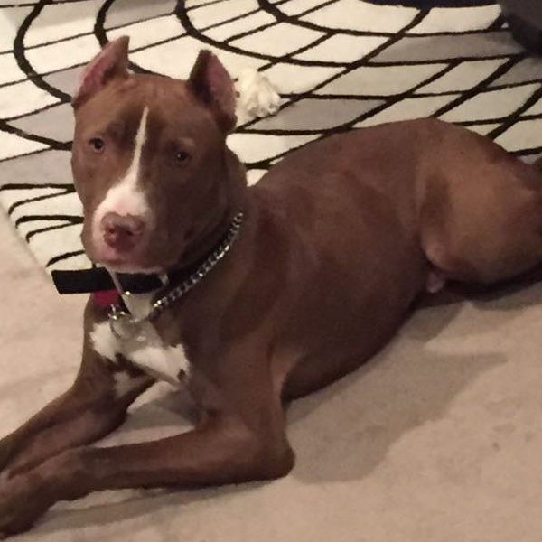 I Wish I'd Known: Adventures Of A Rescue Dog