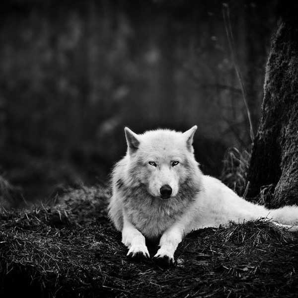 The Pisces Wolf