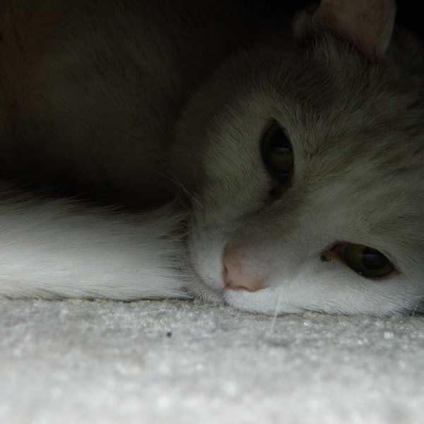 20 Reasons Cats are Superior