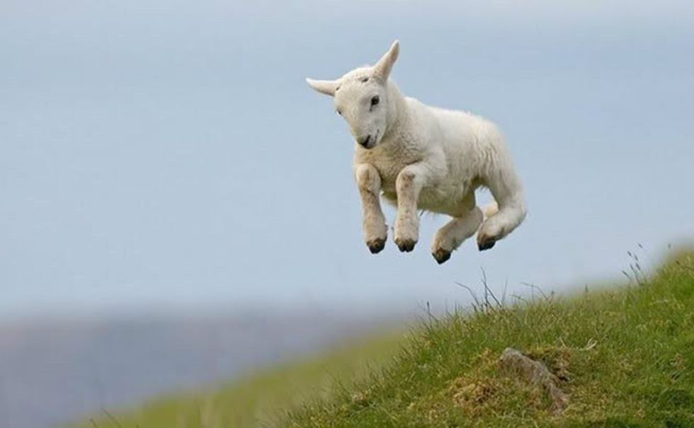 11 Goat GIFs to Get You Through Finals