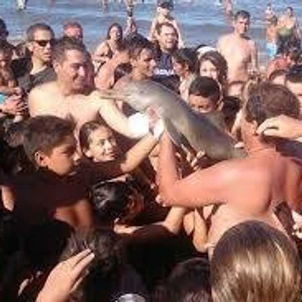 iPhone 7 Prototype Lost at Sea After Engineer Tries to Take Selfie with Endangered Dolphin