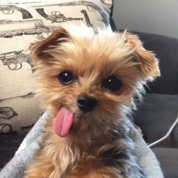 A Dozen Reasons Why I’d Rather Be A Dog