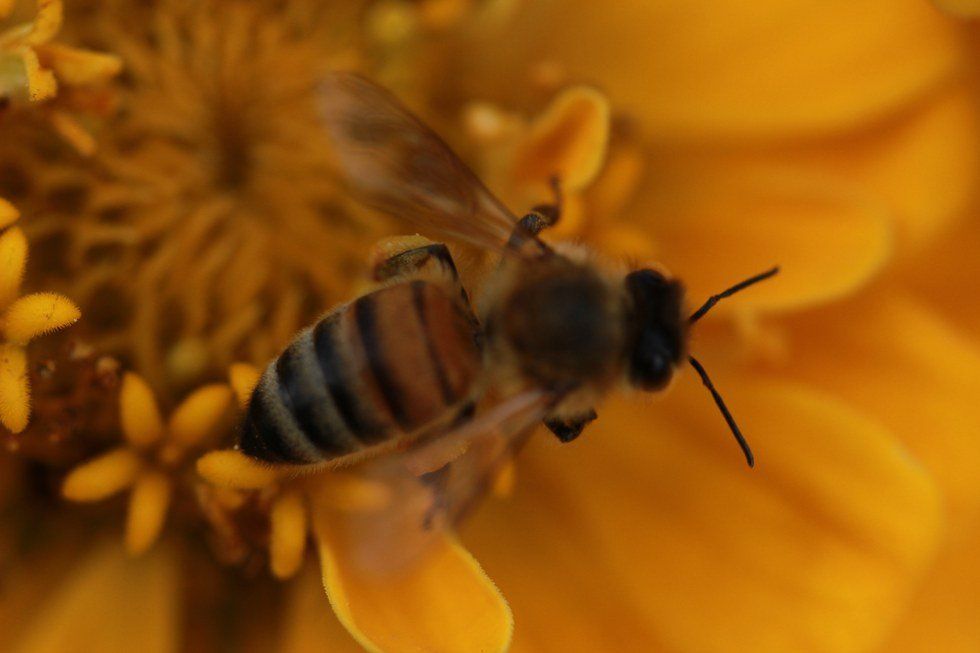 Just a Friendly Reminder that the Bees are Still Dying
