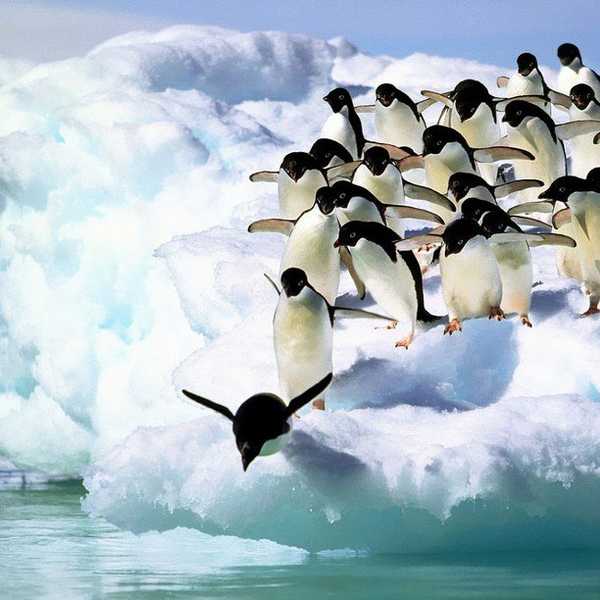 The First Penguin: Change, Fear, and Failure