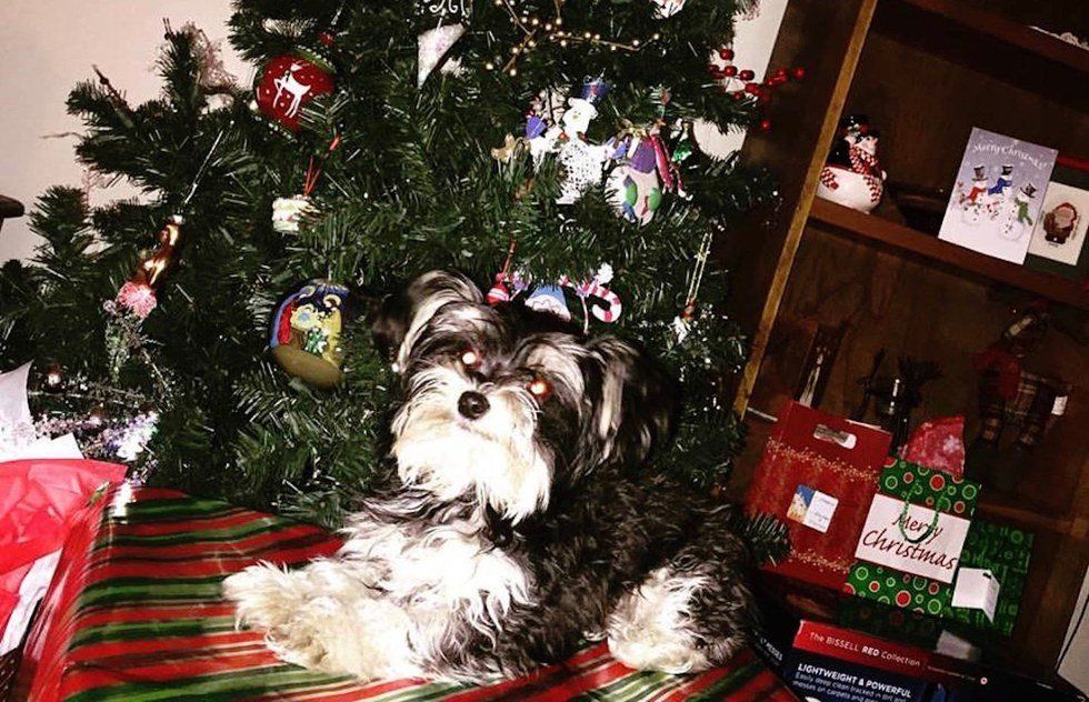 9 Signs You're Obsessed With Your Dog