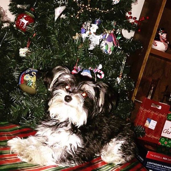 9 Signs You're Obsessed With Your Dog