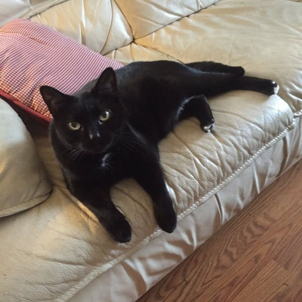 Things You Can't Stand Hearing As A Cat Lover