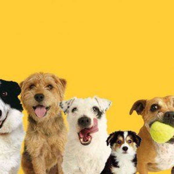 10 Things We Have To Thank Dogs For