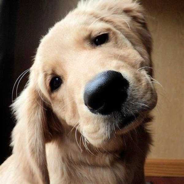 Why I Have A Heart For Animals