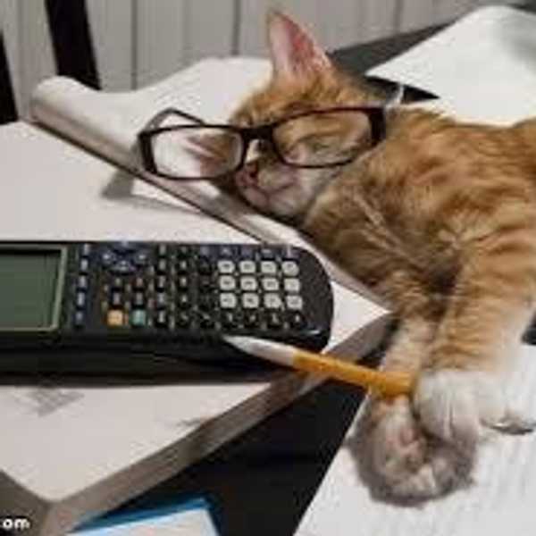 Everyday Is Caturday