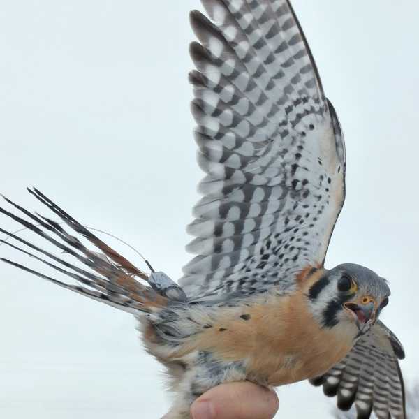 How To Catch A Conniving Kestrel