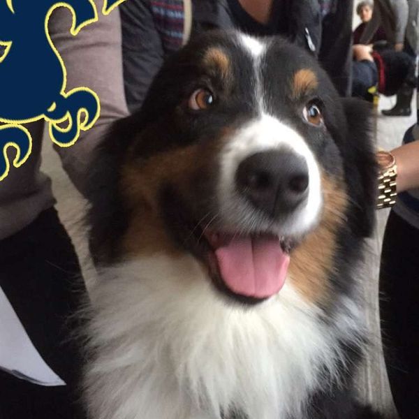 Why Dogs Are Important To Students