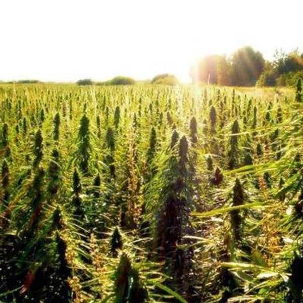 The Benefits Of Legalizing Marijuana