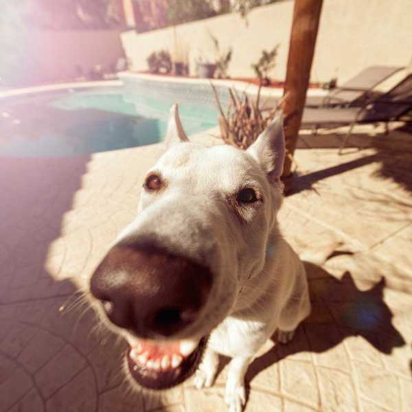 How To Own A Dog In College