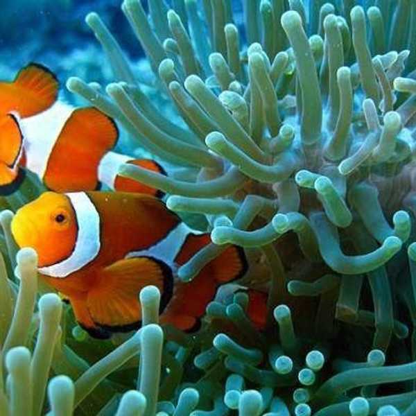 You Won't Be Finding Nemo In Coral Reefs Much Longer