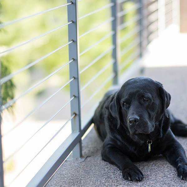 What It Is Like To Lose A Family Pet