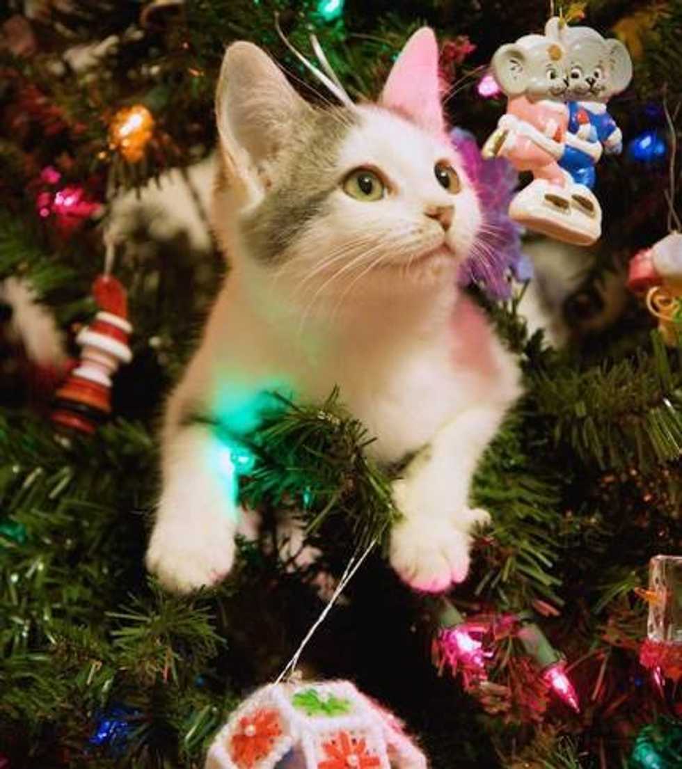 5 Signs You're Bound To Be A Crazy Cat Lady